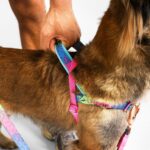 Melted | SofterWalk Harness - Image 3